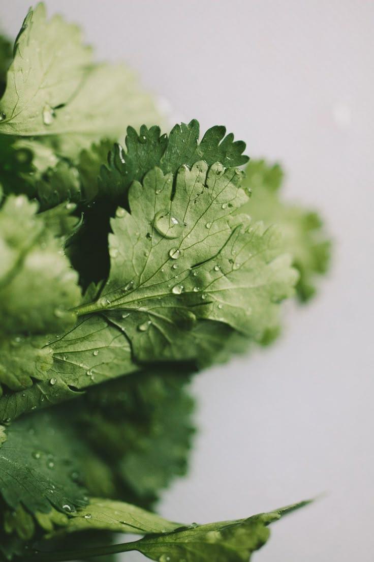Verdant Variety: Crisp Vegetable Selection
