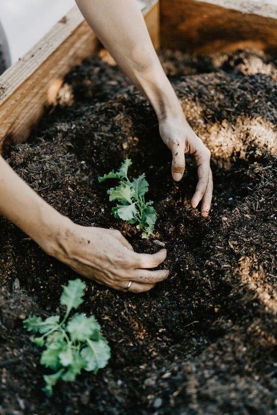 Roots & Fruits: Earthy & Sweet Collection